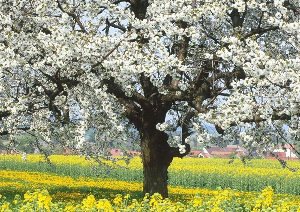 NEVRUZ BİRLİK VE BERABERLİĞİN SEMBOLÜ OLMALI | EĞİTİM İŞ